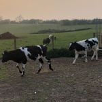 Meet Steve, Delivery Driver & Farmer Extraordinaire