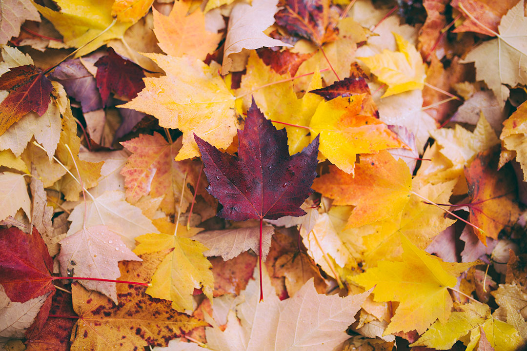 Why Autumn Is the Best Time to Reorder Your Heating Oil