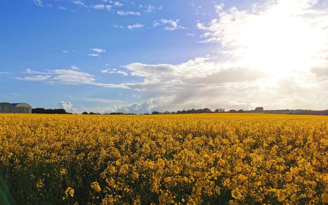 Summer fields