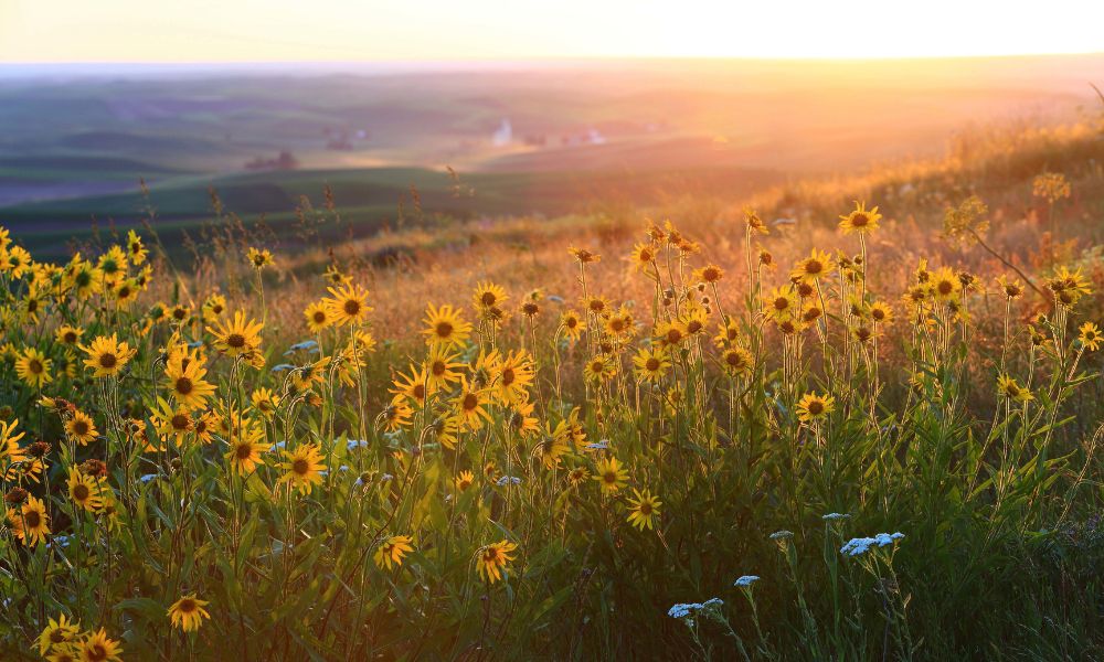 field of sunflowers