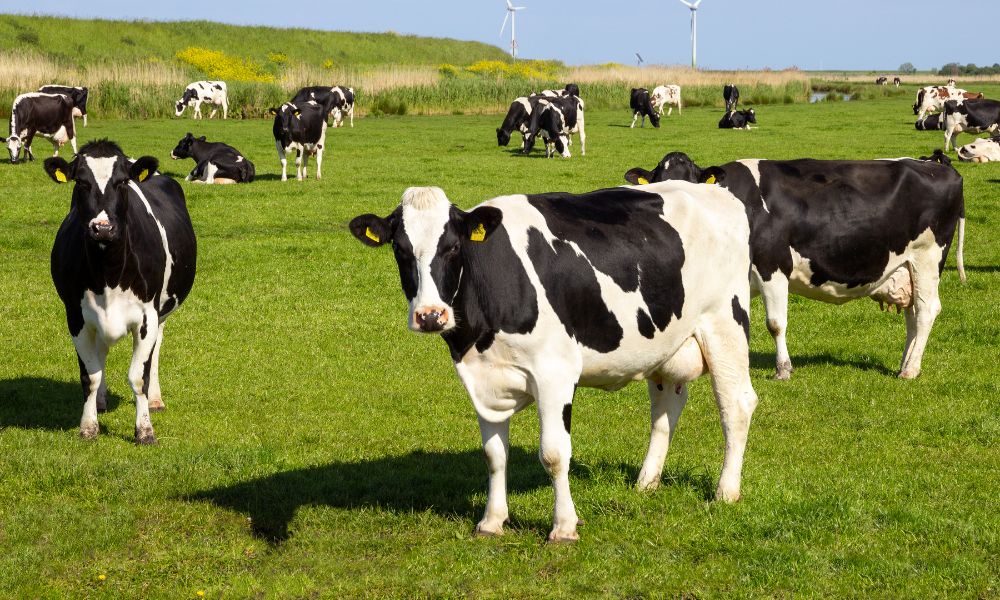 Farm Fuel: A Practical Guide to Tanks, Bunding and Compliance 